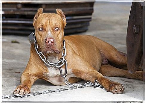 aggressive behavior - dog on a chain