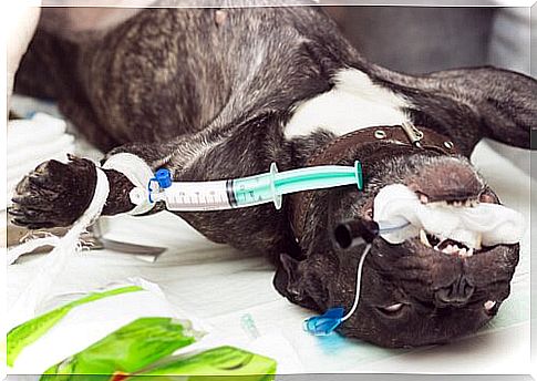 Anesthesia in pets