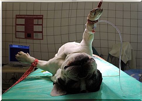 General anesthesia in dogs