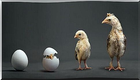 Animal cloning - chicks