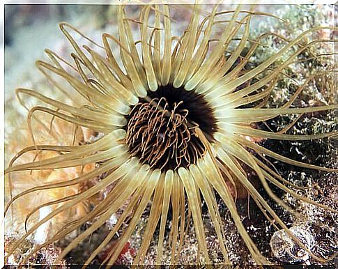 sea ​​anemone