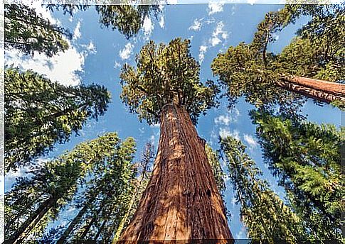 Giant sequoia