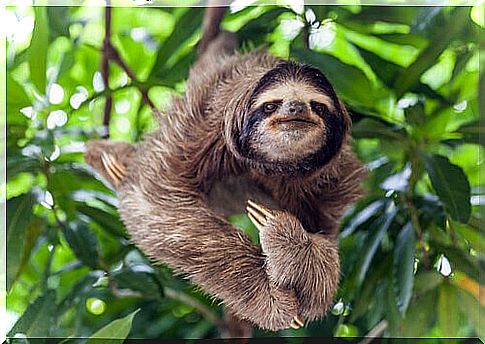 The sloth has very long claws