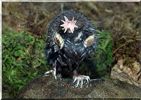 Star-nosed mole