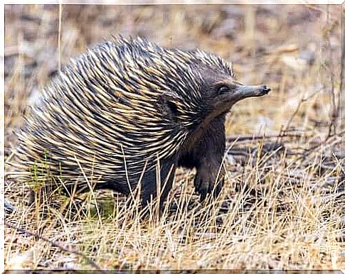 Ant-eating animals: Echidna