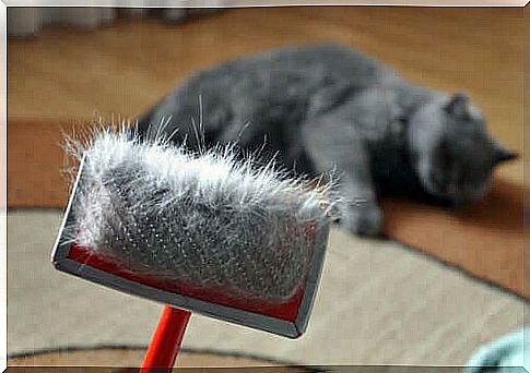 Avoid hairballs by brushing