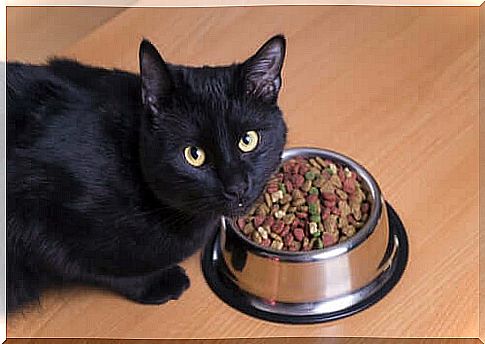 Avoid hairballs through a healthy diet