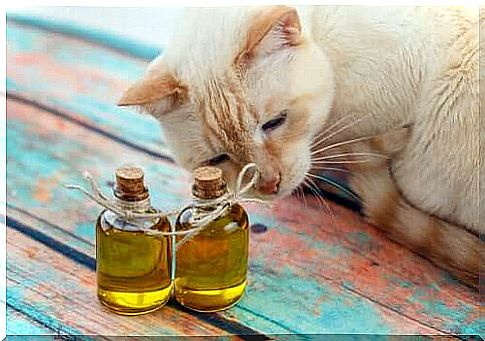 Olive oil for the cat