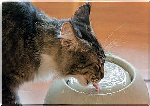 Drinking fountains for cats