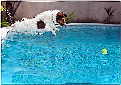 Playing with puppies in the pool