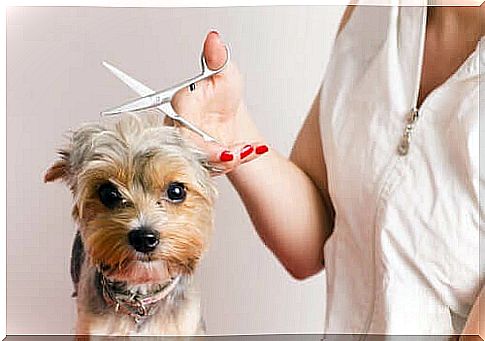 Becoming a dog hairdresser: with these 7 tips to success