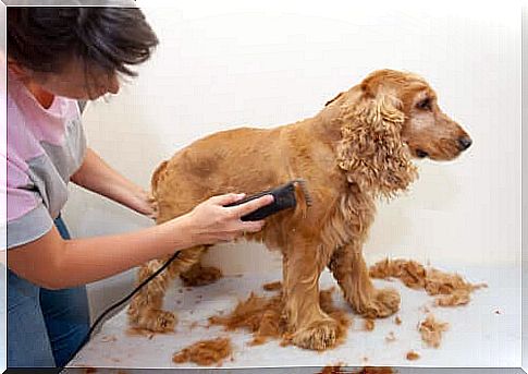 Become a dog hairdresser