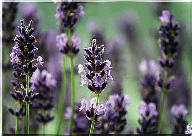 Benefits of Lavender Oil for Dogs