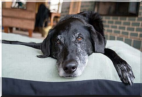 Dog lies relaxed on the bed