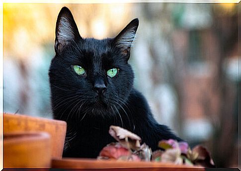 Black cats: luck or bad luck?