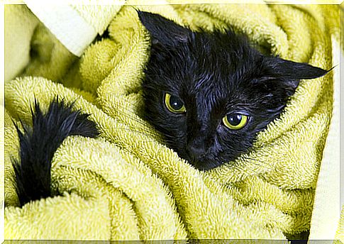 black cats in towel