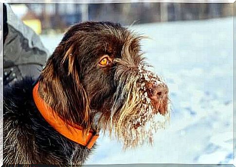 Bohemian predatory species with a snowy nose