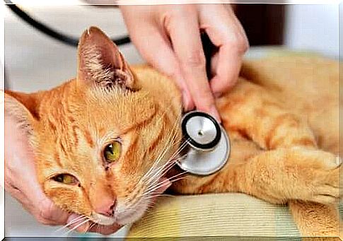 Velvet paw is examined by the veterinarian