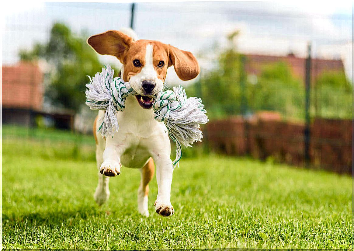 run away - beagle