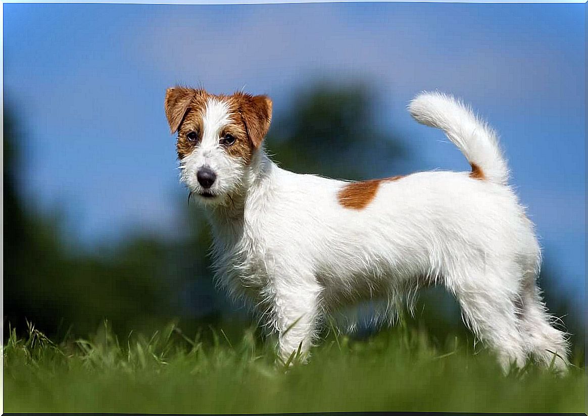 run away - Jack Russel Terrier