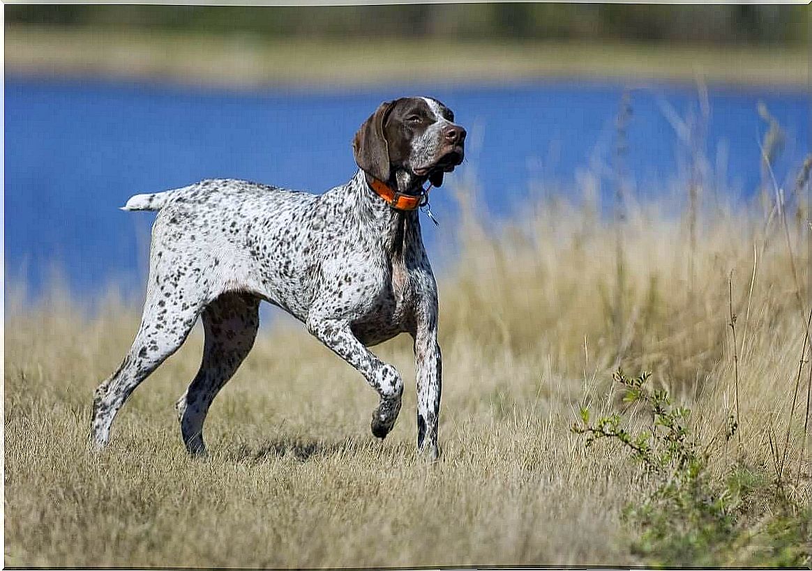 German Shorthaired Pointer at a lake