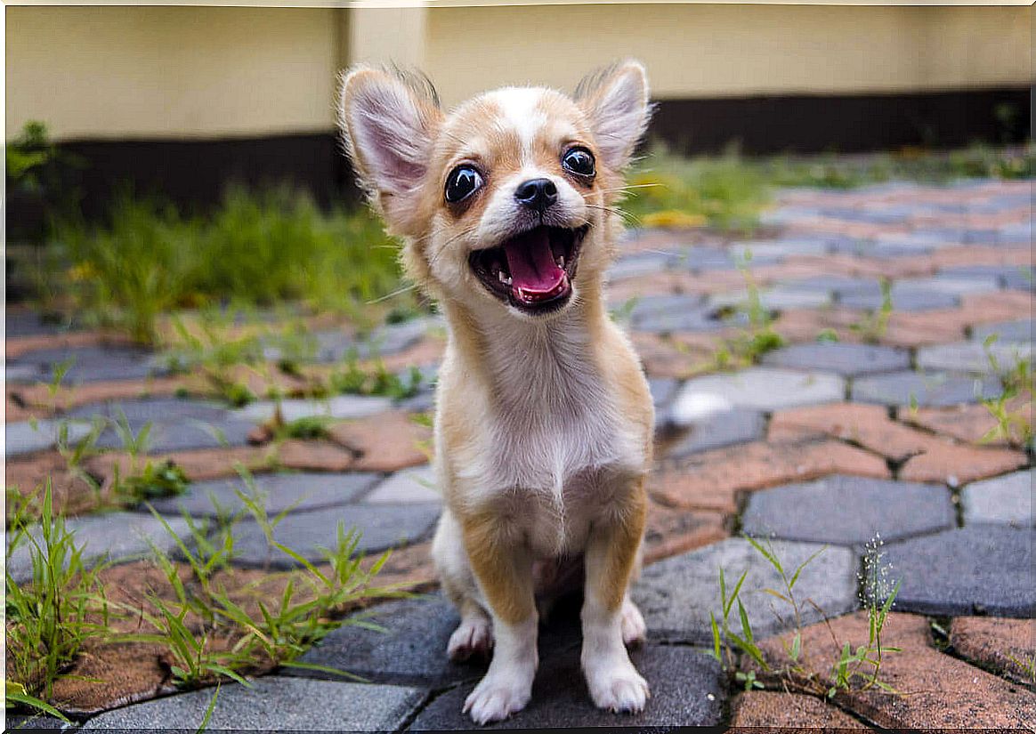 Chihuahua smiling