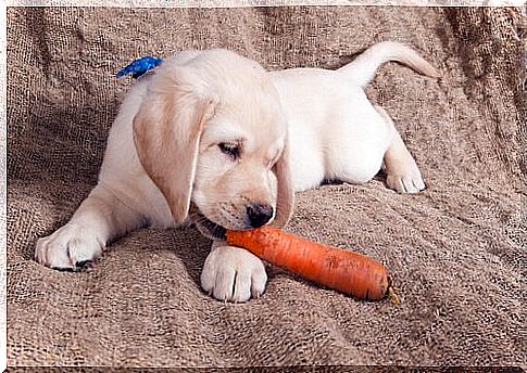 Vegetables like carrots and broccoli are healthy for dogs