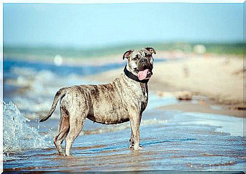 Ca de Bou or Majorca mastiff