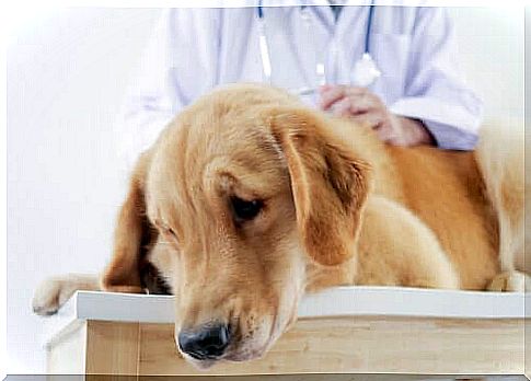 Fur nose is examined by the veterinarian