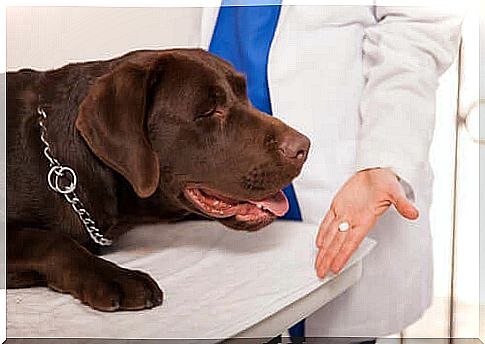 Can dogs take medication for humans?