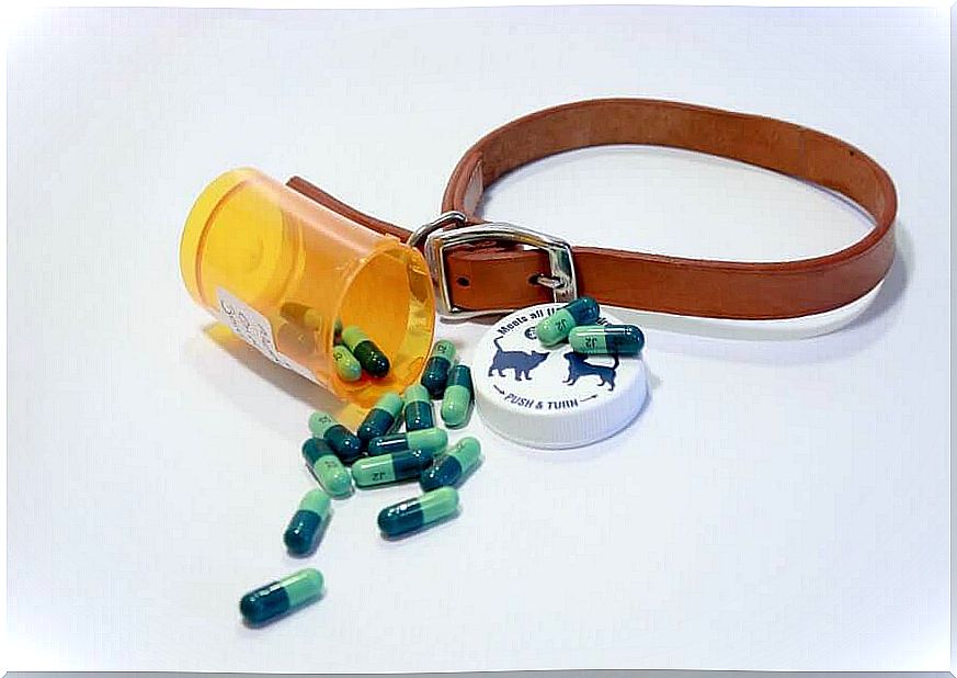 Medicines for humans - pill box and dog leash