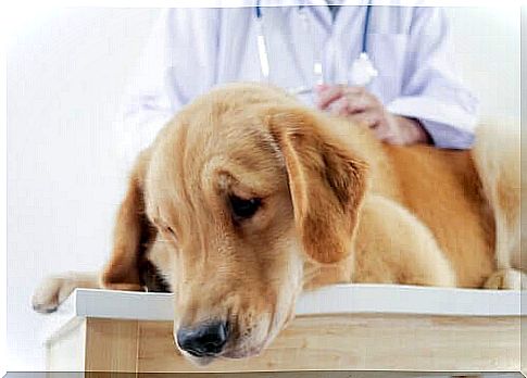 Medicines for humans - dog at the vet