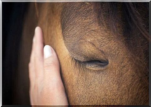 Can horses think?  Everything you need to know!