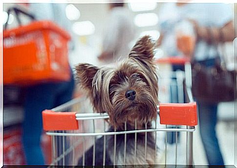 Can you do the shopping with the dog?