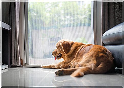 This dog looks bored out the window