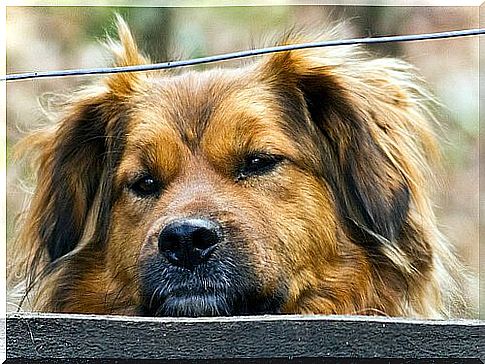 Dog hepatitis: causes, symptoms, and treatment