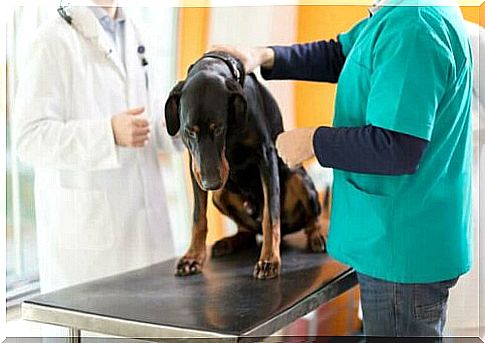 Canine Leukemia: Causes and Symptoms