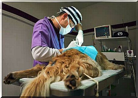 Dog leukemia: dog on the operating table