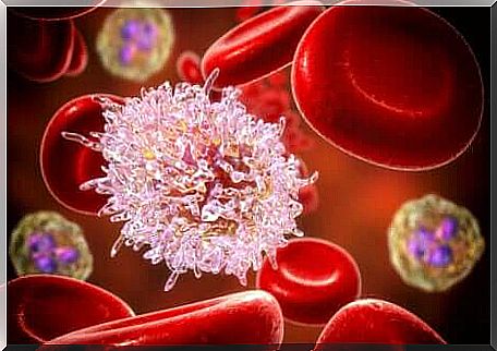 White blood cells: Canine leukemia