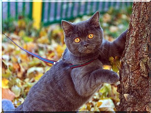 Clicker for cat training