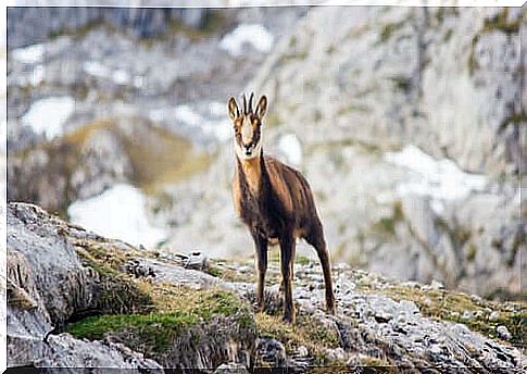 Wildlife catch: chamois