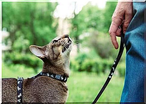 Cat on a leash