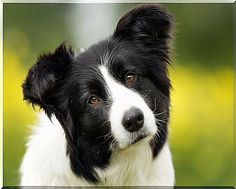 The border collie remembers