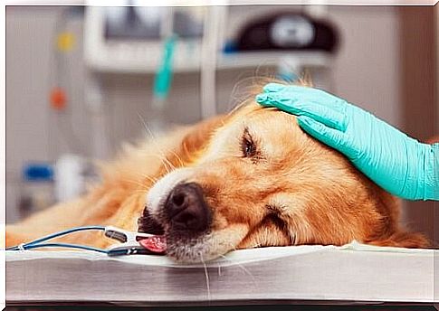 Dog chemotherapy