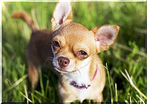 Chihuahuas are more aggressive than pit bulls