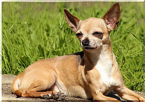 Chihuahuas 