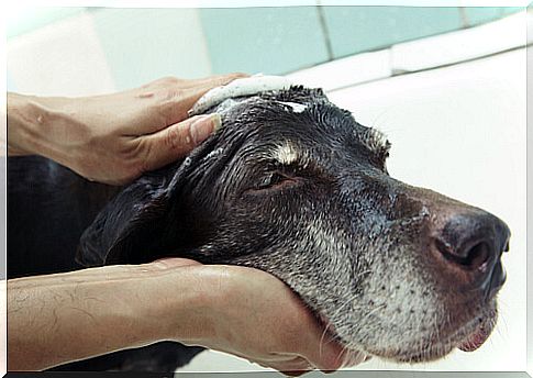 Cleaning the dog without bathing it