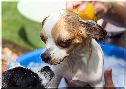 cleaning small dog