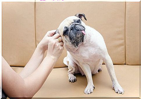 Cleaning dog ears: this is how it works!