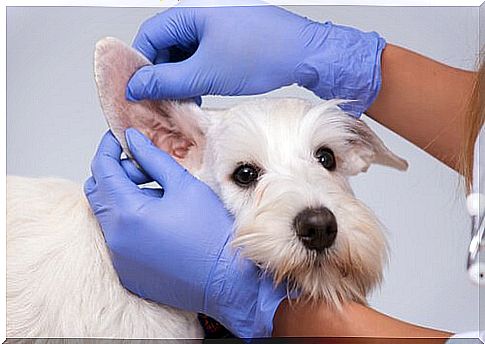 When should you clean your dog's ears?